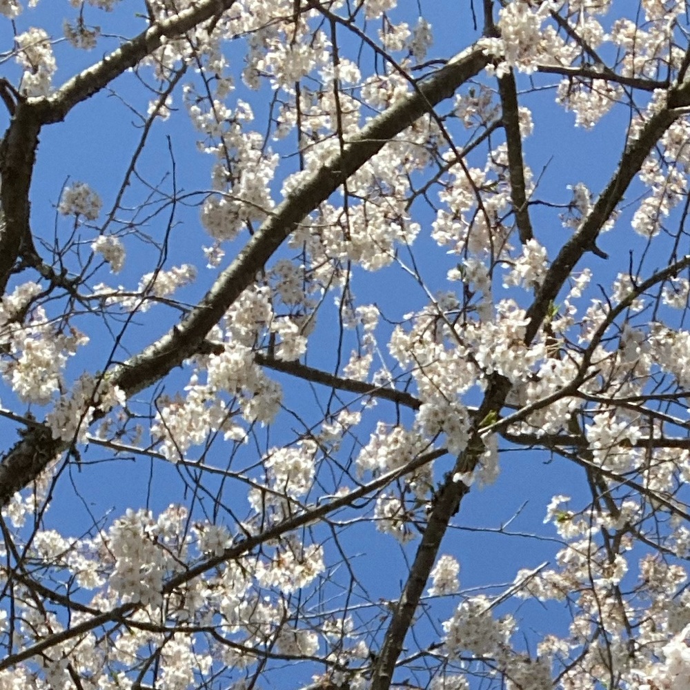 Meet your Posher, Ariam